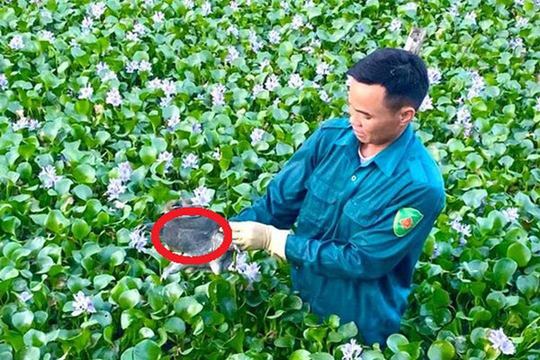 Bỏ việc lương cao, chàng trai về quê nuôi hươu thu 600 triệu đồng mỗi năm-4