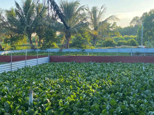 Mạnh dạn nuôi con ăn tạp dân nhậu thích mê, anh nông dân kiếm 500 triệu đồng rất nhẹ nhàng-2