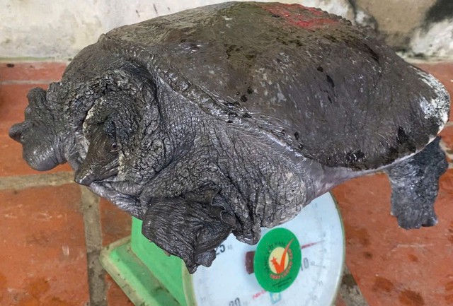 Mạnh dạn nuôi con ăn tạp dân nhậu thích mê, anh nông dân kiếm 500 triệu đồng rất nhẹ nhàng-3