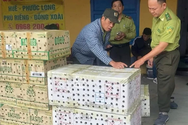 Phát hiện gần 1.000 con chim chào mào hoang dã trong 7 thùng giấy ở bến xe ở Huế-1