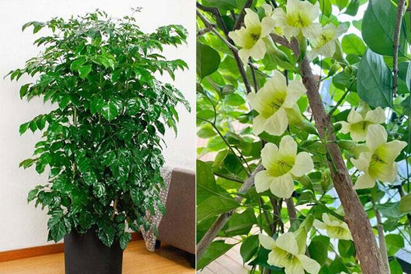 Cách bài trí bàn thờ gia tiên chuẩn phong thủy ai cũng cần biết-5