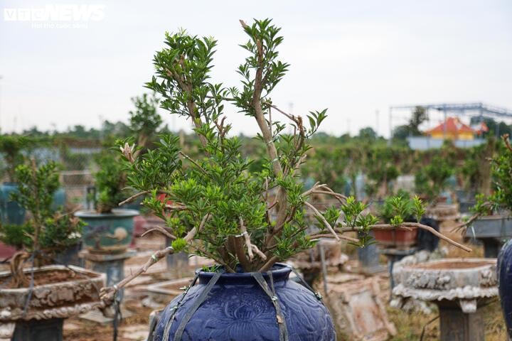 Bị bão lũ lịch sử tàn phá, đào, quất cảnh Hà Nội có kịp đón Tết Nguyên đán?-3