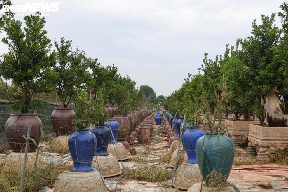 Bị bão lũ lịch sử tàn phá, đào, quất cảnh Hà Nội có kịp đón Tết Nguyên đán?-5