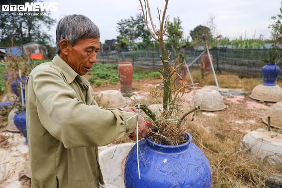 Bị bão lũ lịch sử tàn phá, đào, quất cảnh Hà Nội có kịp đón Tết Nguyên đán?-7