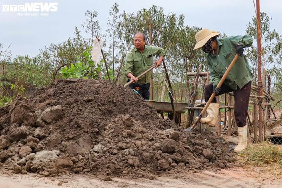 Bị bão lũ lịch sử tàn phá, đào, quất cảnh Hà Nội có kịp đón Tết Nguyên đán?-12