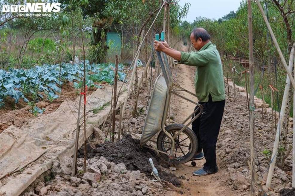 Bị bão lũ lịch sử tàn phá, đào, quất cảnh Hà Nội có kịp đón Tết Nguyên đán?-13