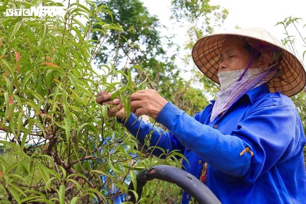 Bị bão lũ lịch sử tàn phá, đào, quất cảnh Hà Nội có kịp đón Tết Nguyên đán?-19