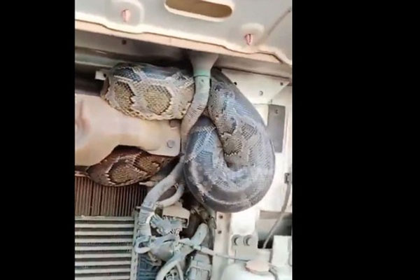 Sốc cảnh người đàn ông nằm cạnh trăn khổng lồ đọc sách-2