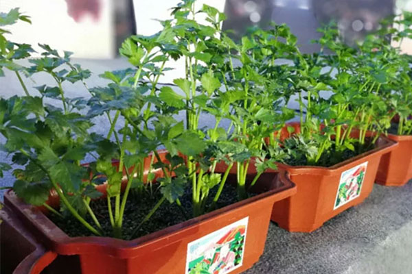 Bí quyết trồng hoa giấy mùa đông-3