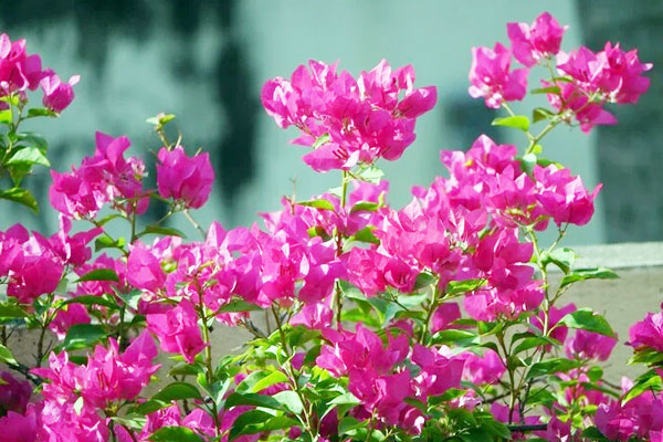 Bí quyết trồng hoa cơ bản mà người thích làm vườn cần biết-4