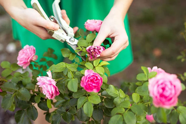 4 loại cây cảnh cực độc, chớ dại trồng trong nhà kẻo gây hại cho sức khỏe-5