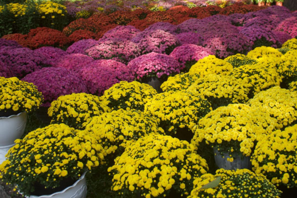 Vì sao 8 năm liền kể từ 2025, Tết Nguyên đán không có ngày 30 Tết?-4