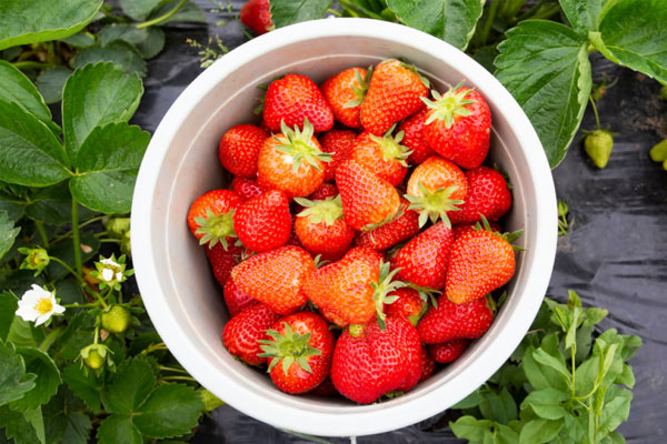 Dâu tây ‘công chúa’ gần 7 triệu đồng/kg vẫn cháy hàng-4