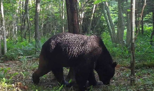 Đang làm việc trong siêu thị, người đàn ông bất ngờ bị gấu dữ tấn công-1
