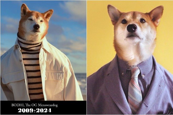 Chú chó nổi tiếng khắp mạng xã hội, từng kiếm hơn 378 triệu đồng/tháng-3