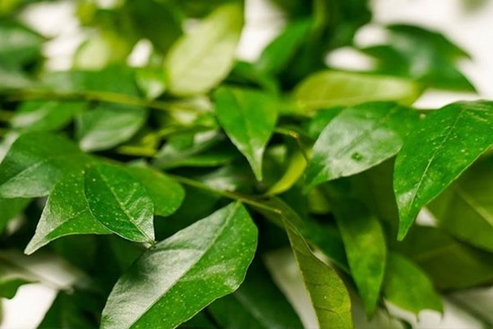 Loại lá thơm phức là 