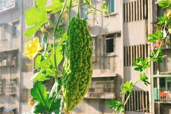 Cách trồng tỏi ở ban công vừa làm gia vị vừa trang trí-3