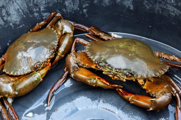 Mua ổi nên chọn quả sần sùi hay trơn nhẵn-3