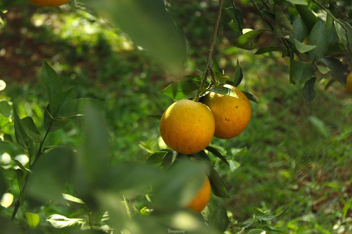 Thủ phủ cam Cao Phong được mùa, được giá nhờ tái canh-11