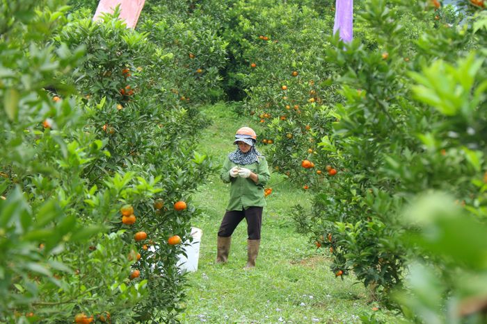 Thủ phủ cam Cao Phong được mùa, được giá nhờ tái canh-8