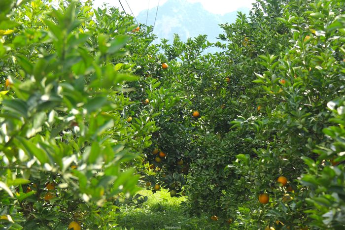 Thủ phủ cam Cao Phong được mùa, được giá nhờ tái canh-1