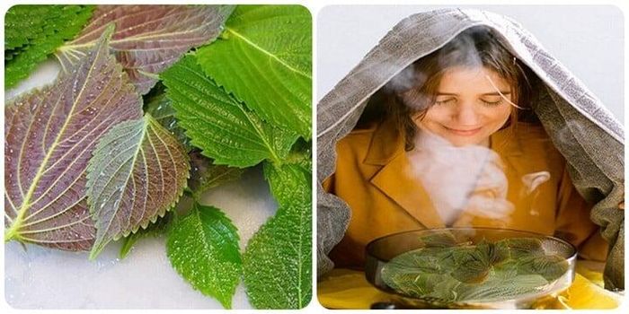 Rửa mặt bằng lá tía tô hàng ngày có tốt?-1