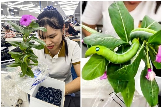 Nữ công nhân ở Hà Nam có ‘thú cưng’ đặc biệt, cả công ty xôn xao