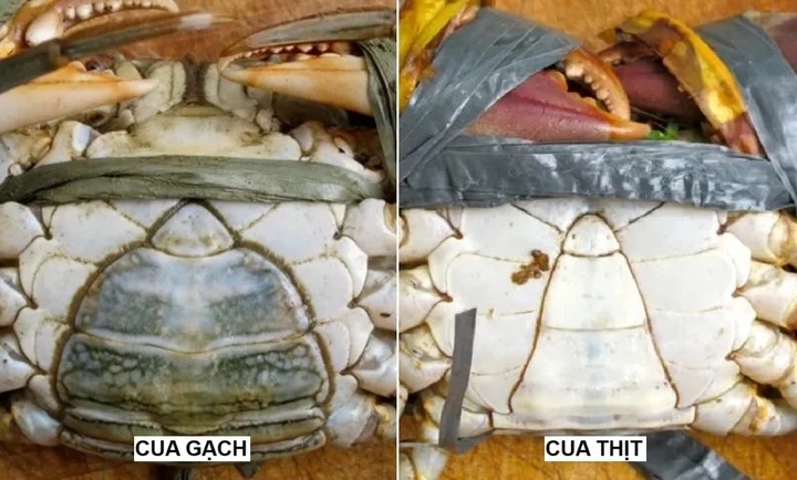 Cách phân biệt cua gạch và cua thịt-1