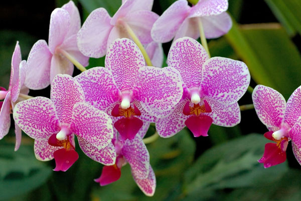 4 cây cảnh được cho là sẽ mang phú quý tài lộc vào nhà ngày Tết, cái cuối cùng không ai ngờ tới-5