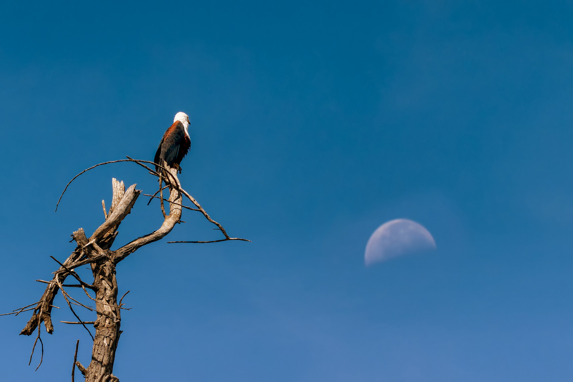 Nhiếp ảnh gia Đồng Nai chi hơn 100 triệu đồng cho cuộc gặp để đời tại châu Phi-6