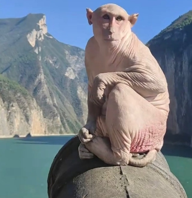 Khỉ không lông như loài ngoài hành tinh gây sốt cõi mạng-2