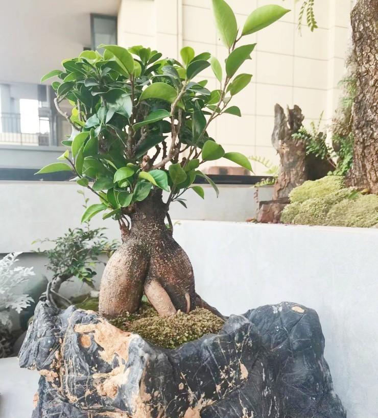 4 cây cảnh được cho là sẽ mang phú quý tài lộc vào nhà ngày Tết, cái cuối cùng không ai ngờ tới-3