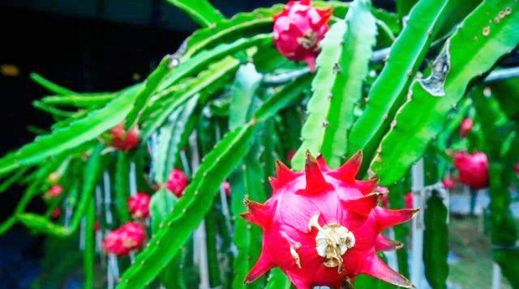 4 cây cảnh được cho là sẽ mang phú quý tài lộc vào nhà ngày Tết, cái cuối cùng không ai ngờ tới-4