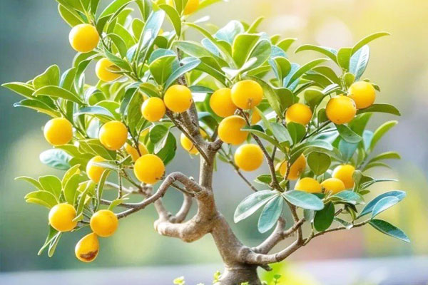 Top các loại hoa hồng dễ trồng, đẹp rực rỡ cho người mới bắt đầu-7