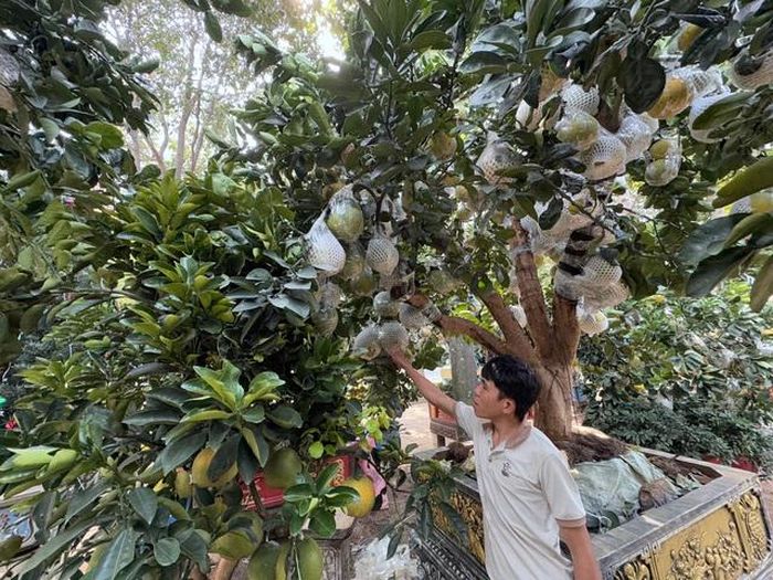 Hình ảnh bưởi Diễn bắt đầu đổ về TP HCM bán Tết-4