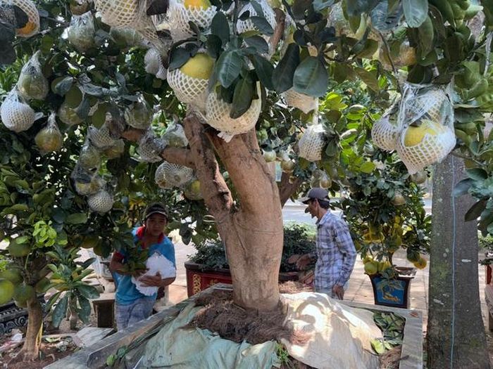 Hình ảnh bưởi Diễn bắt đầu đổ về TP HCM bán Tết-2