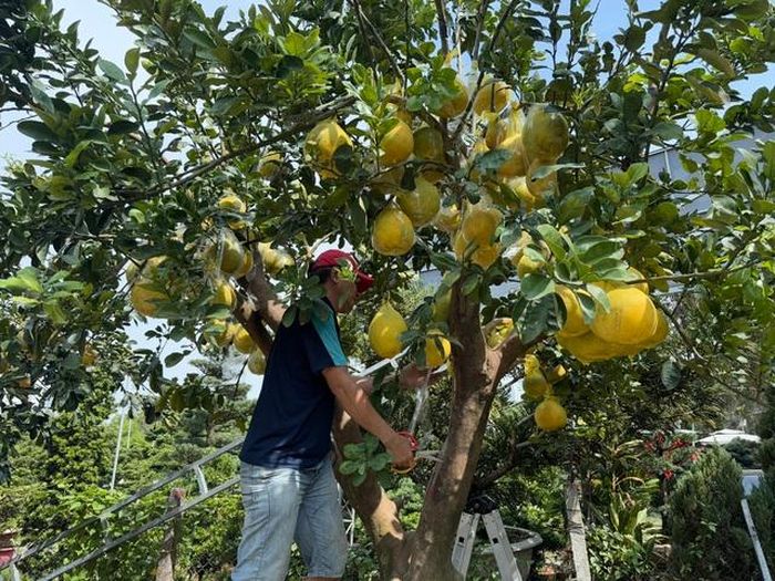 Hình ảnh bưởi Diễn bắt đầu đổ về TP HCM bán Tết-3