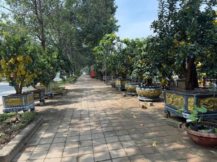 Hình ảnh bưởi Diễn bắt đầu đổ về TP HCM bán Tết-1