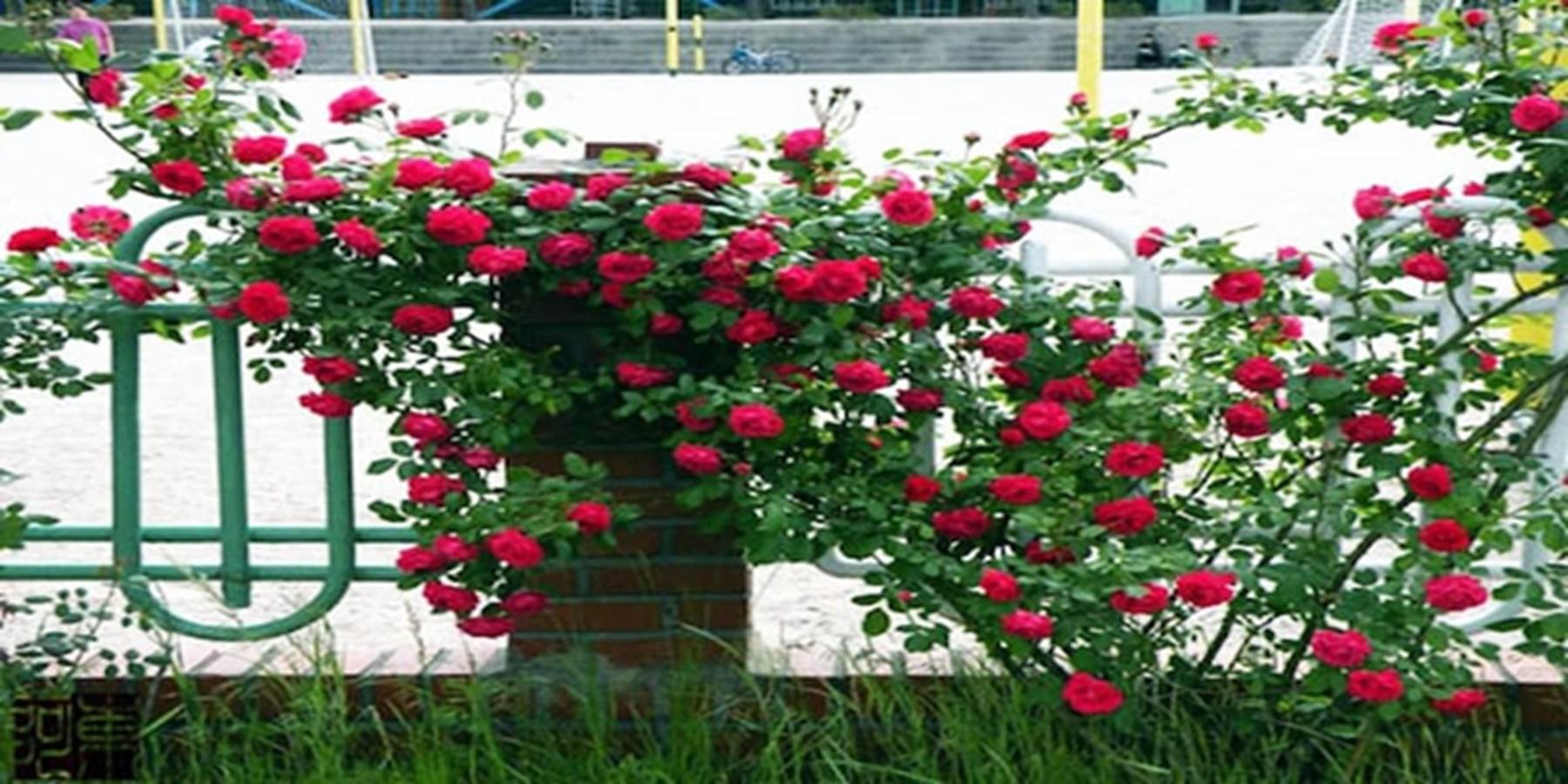 Top các loại hoa hồng dễ trồng, đẹp rực rỡ cho người mới bắt đầu-1