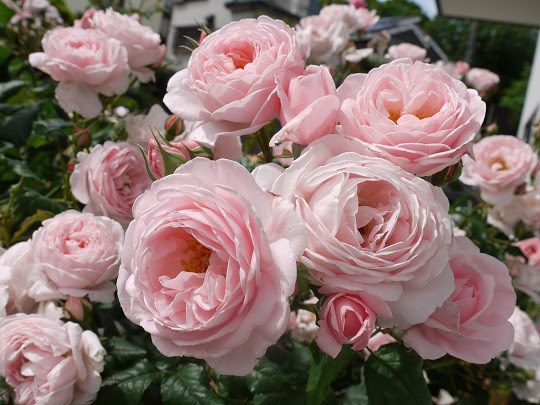 Top các loại hoa hồng dễ trồng, đẹp rực rỡ cho người mới bắt đầu-3