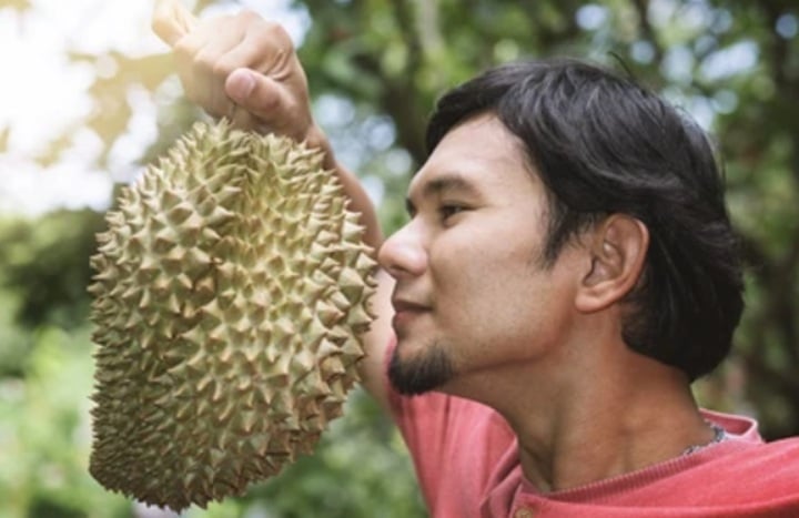 Cách nhận biết sầu riêng đã chín-2