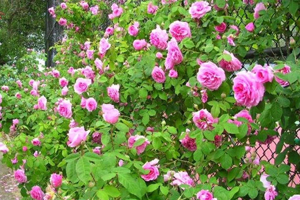 Ý nghĩa phong thủy của cây trầu không-3