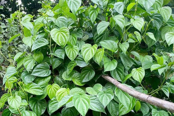 Cách trồng hoa thủy tiên nở đúng Tết-4