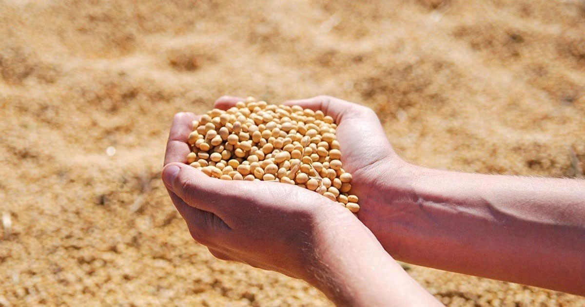 Loại hạt được ví như thịt không xương”, siêu bổ dưỡng lại cực nhiều ở Việt Nam-2