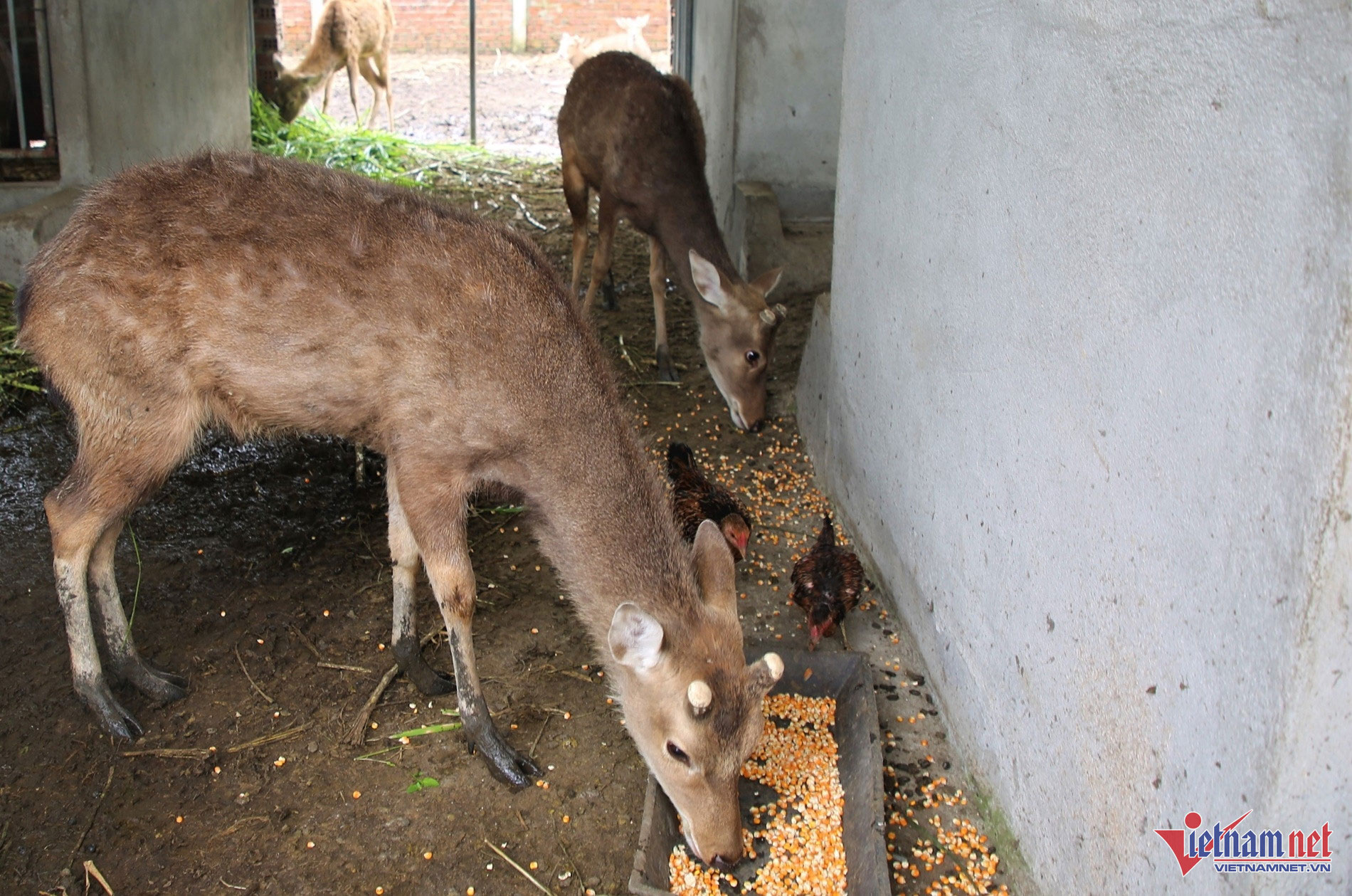 Bỏ việc lương cao, chàng trai về quê nuôi hươu thu 600 triệu đồng mỗi năm-2