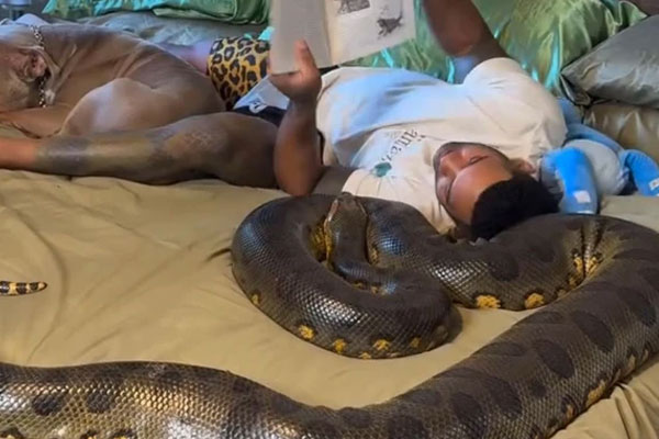Sốc cảnh người đàn ông nằm cạnh trăn khổng lồ đọc sách-1