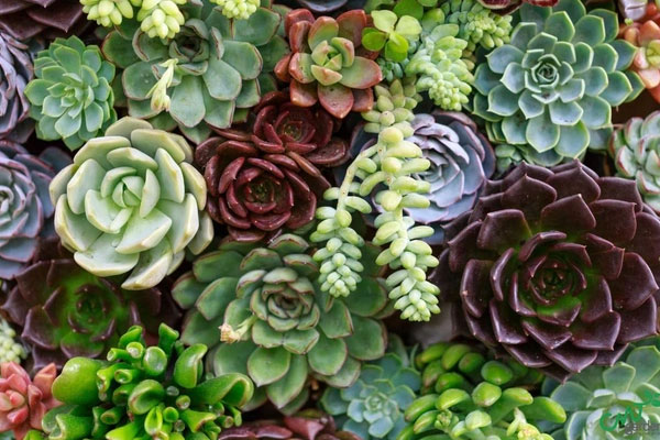 Đây mới là cách trồng cây hương thảo hết bị đen lá, xanh mướt, tươi tốt-4