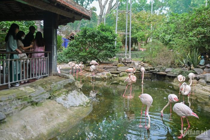 Nợ thuế hơn 800 tỷ đồng, Thảo Cầm Viên Sài Gòn có nguy cơ dừng hoạt động-2