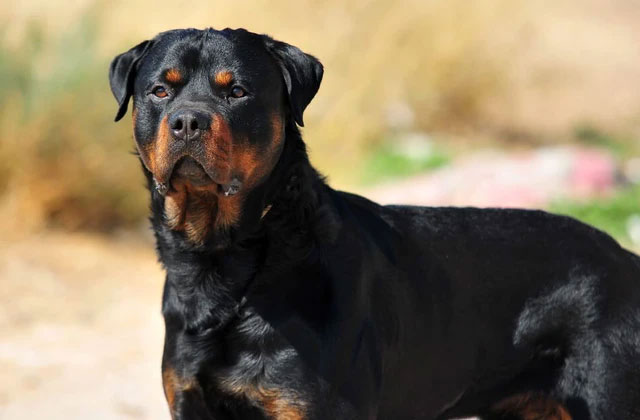 Bé gái 5 tuổi bị chó nhà nuôi tấn công tử vong-2