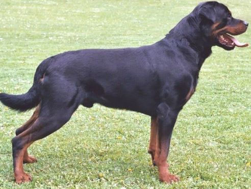 Bé gái 5 tuổi bị chó nhà nuôi tấn công tử vong-3